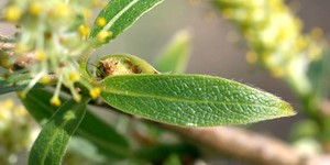 Salix amygdaloides – see picture in the calendar, flowers and leaves close-up.
