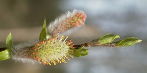 Salix arbusculoides – see picture in the calendar, willow branch at the beginning of the flowering period.