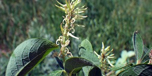 Salix bebbiana – see picture in the calendar, Flowering plant.