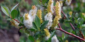 Salix boothii – see picture in the calendar, Branch with catkins and green leaves.