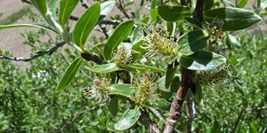 Salix brachycarpa – see picture in the calendar, willow at the beginning of flowering.