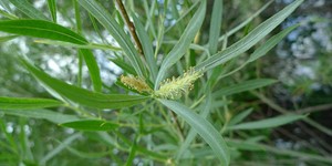 Salix exigua – see picture in the calendar, delicate flowers.