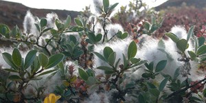 Salix glauca – see picture in the calendar, flowering branches in white fluff.