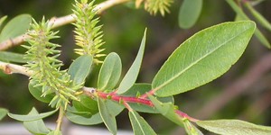 Salix lutea – see picture in the calendar, flowering branch close-up.