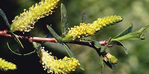 Salix monticola – see picture in the calendar, Flowering plant, beautiful colors.