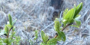 Salix myrtillifolia – see picture in the calendar, Flowering shrub.