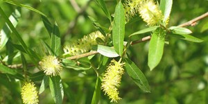 Salix nigra – see picture in the calendar, Earrings and green leaves on a branch.