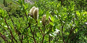 Salix planifolia – see picture in the calendar, Branches with catkins and young green leaves.