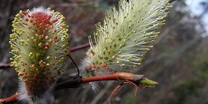 Salix pulchra – see picture in the calendar, Young leaves and catkins on a branch.