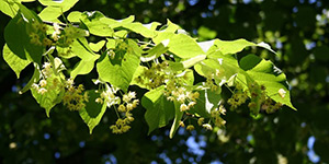 Tilia americana – see picture in the calendar, Flowering linden twig.