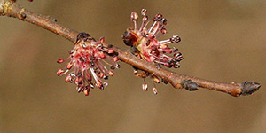 Ulmus americana – see picture in the calendar, Spring branch with blooming flowers.