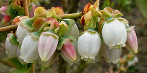 Vaccinium corymbosum – see picture in the calendar, Highbush blueberry (Vaccinium corymbosum) flowers closeup.