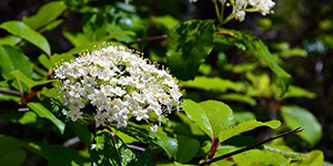 Viburnum prunifolium – see picture in the calendar, Sweet haw (Viburnum prunifolium) branch with flowers.