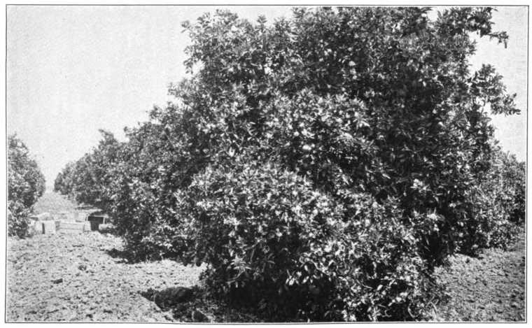 LATE VALENCIA ORANGE TREES