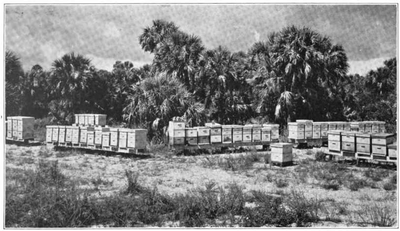 Showing part of Large Apiary in Palmetto Near Tampa, Florida