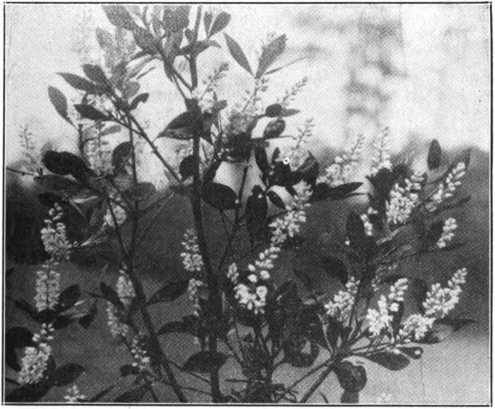 TI TI (Cyrilla) A shrub or tree of swamps of North Florida, with an exquisite bloom much adored by the bees. The honey is light and mild.