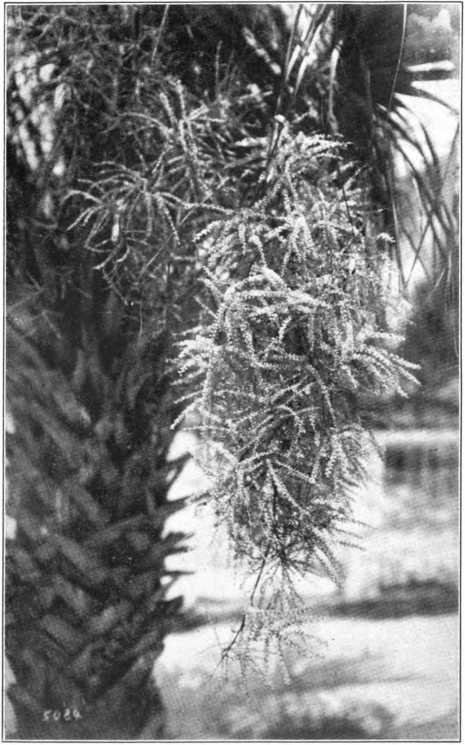 CABBAGE PALM (Sabal) Walk near these blooms in July and you may think you have discovered a swarm of bees—It Is only normal industry working the many thousands of tiny blossoms.