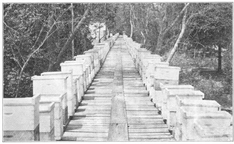 WHITE TUPELO GUM (nyssa Ogeechee) Housekeepers from Spotless Town will admire this real Florida apiary of over 200 colonies, located in the great tupelo belt along the Apalachicola River. Many carloads of this astonishing honey (which does not granulate) are produced yearly.