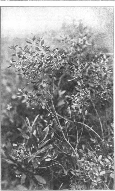 GALLBERRY (Inkberry) (Hex glabra) The berry Itself may taste like gall and look like ink. but the bee taken wonderous Nature while at her best and gathers for her human friends front the chasteness of the bloom, one of the four finest honeys of North Ameriea.