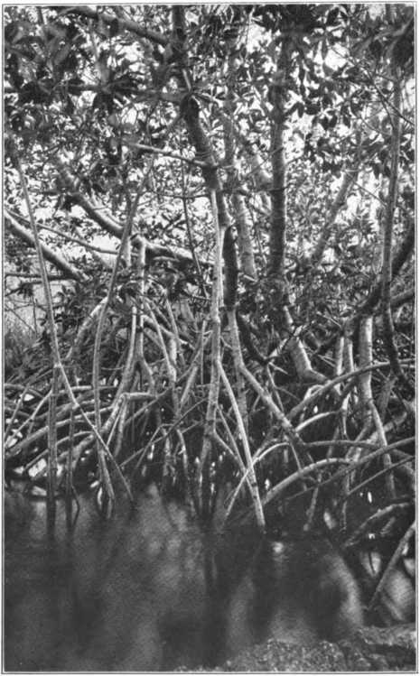 MANGROVE TREE