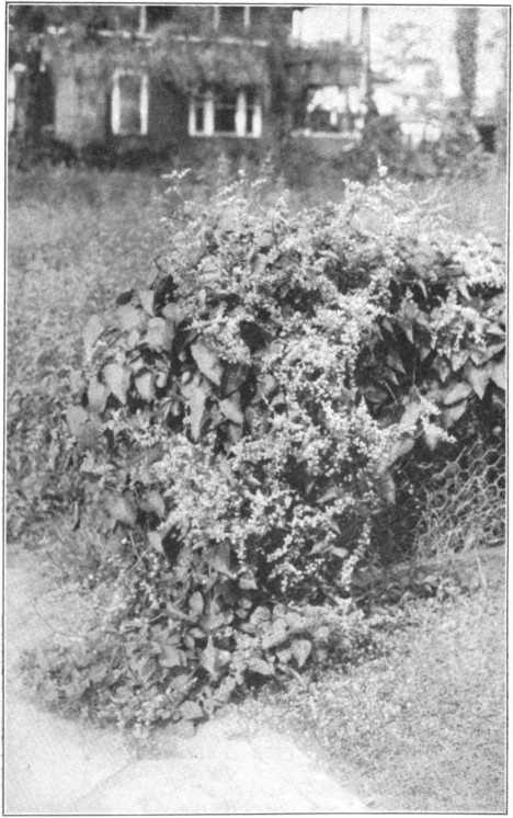 CORAL VINE (Antigonon) A distant cousin of northern buck-wheat—Much liked by the bees. In larger plantings would help beautify our roadside fences, and produce another distinct honey.—The same can be said of several other ornimental honey plants: Assonia, Yucca, Vitex.