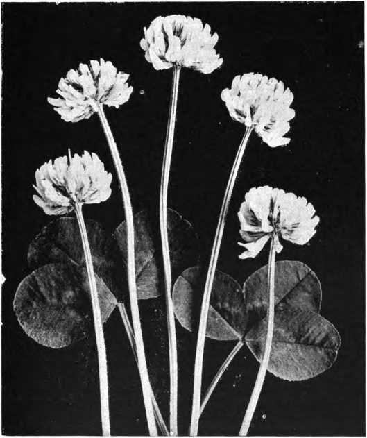 Fig. 46. — White clover blossom, first stage. Photographed by Lovell.